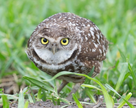 Owl - animal, owl, bird, grass