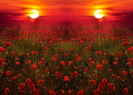 Flower Field - field, flower, nature, sunset