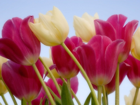 Tulips - flowers, beautiful, pink, tulips