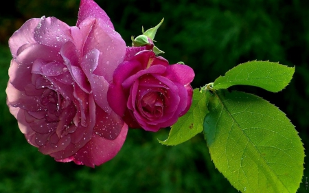 Beautiful Roses - flowers, roses, nature, bloom