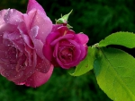 Beautiful Roses