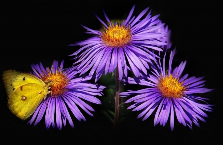 Purple - flowers, purple, butterfly, amazing