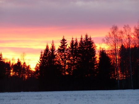 Sunset - sky, trees, forest, snow, color, field, sunset