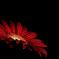 Gerbera for my friend Zipporah 
