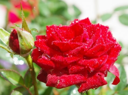 Wet roses - beauty, beautiful roses, roses, water drops, wet, flowers, red roses