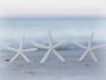 Starfishes