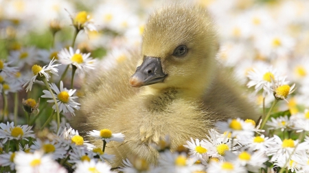 Spring Duckling - duck, baby, flowers, spring, fresh, easter, light, duckling, daisies, fowl