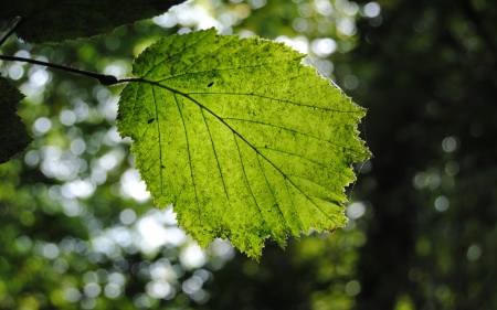 Green leaf - nature, green, leaf, beautiful