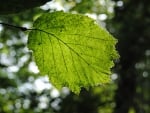 Green leaf