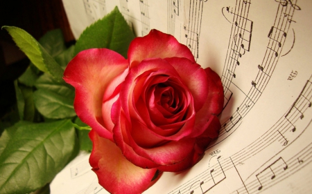 music was my first love - sheet, red, music, rose, flower