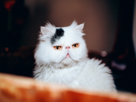 White Cat - white, face, purebred, cat