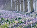 Field in the spring