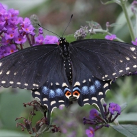 Sailboat Butterfly