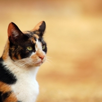 Tricolor Cat