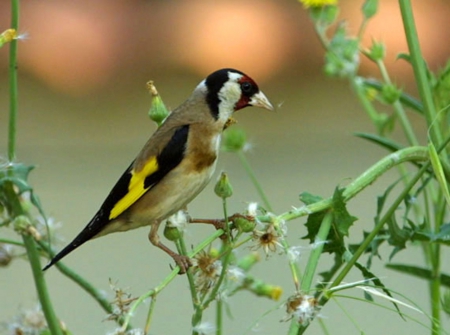 Beautiful Bird - lovey, bird, trees, animal