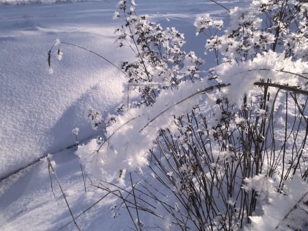 Winter - winter, nature, fields, other