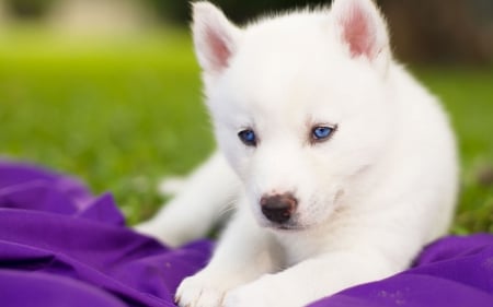 Siberian Husky Puppy - siberian husky, white, dogs, puppies, animals