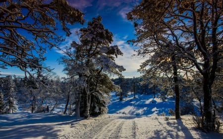 Winter Landscape - nature, trees, snow, winter, landscapes