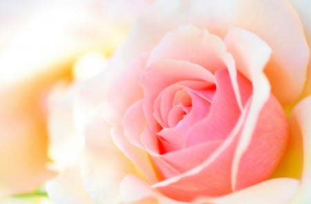 Soft Pink Rose - macro, soft, pink, beautiful, rose