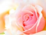 Soft Pink Rose