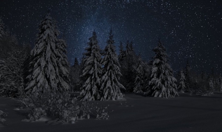 Beautiful winter night - trees, night, winter, stars