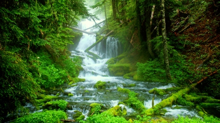 Small forest waterfall - trees, cascades, water, greenery, waterfall, nature, fall, forest, beautiful