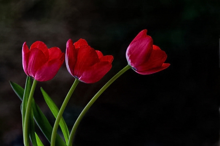 Tulips - flowers, beautiful, red, tulips