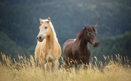 Horses - horse, brown, animal, field, nature, couple