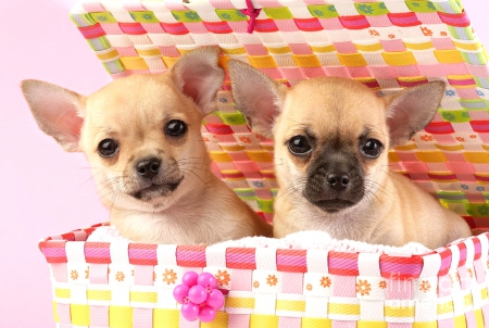 Two Chihuahuas - pretty, puppies, lovely, holiday, dogs, beloved valentines, cute, adorable, couple, love four seasons, animals