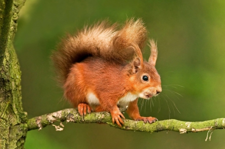 Squirrel - squirrel, red, branch, orange, green, animal, cute