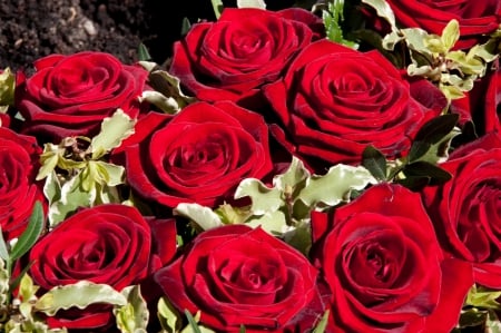 Beautiful Bouquet - red, roses, bouquets, flowers, nature