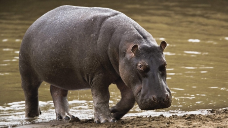 Intimidating look - 1600x900, water hole, background, hippo