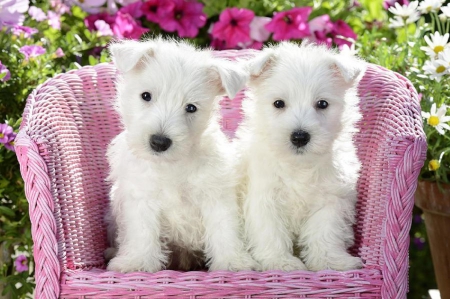 White Puppies Sitting - pretty, puppies, lovely, holiday, dogs, beloved valentines, cute, adorable, couple, white puppies, love four seasons, animals