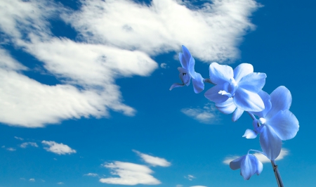 Blue Flower - sky, flowers, blue, flower