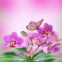 Orchids and Butterflies