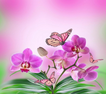 Orchids and Butterflies - butterflies, orchids, pink, flowers, spring