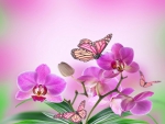 Orchids and Butterflies