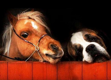 Pony and dog - next, together, portraits, to