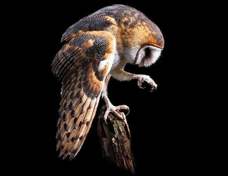 Barn owl - wooden, sits, pole, on