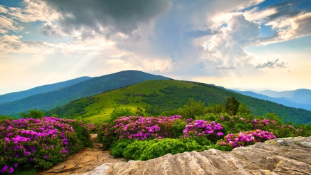 Full Bloom Rhododendrons - clouds, summer, beautiful, sunbeams, North Carolina, flowers, magenta, green, meadows, mountains, fuchsia, sky