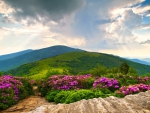 Full Bloom Rhododendrons