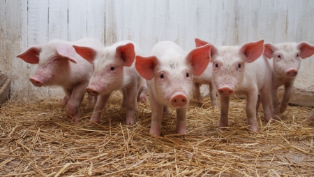 Future bacon - 1600x900, pigs, background, farm