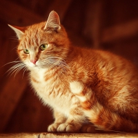 Ginger Kitty