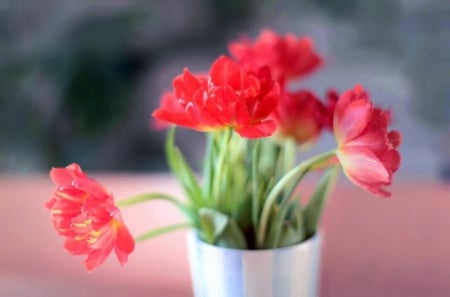 B l o s s o m - tulips, still life, lovely, nature, softness, love four seasons, pretty, beautiful, blossom, holiday, beloved valentines, flowers