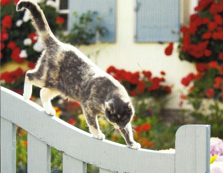 Cat - feline, paws, cute, cat