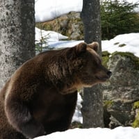 Eurasian bear