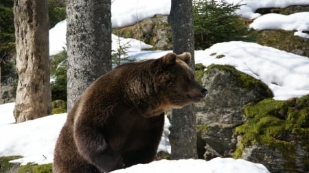 Eurasian bear - brown bear, wildlife, wild animals, wallpaper, animals, eurasian bear, hd, wilderness, bear, wild, predators, nature