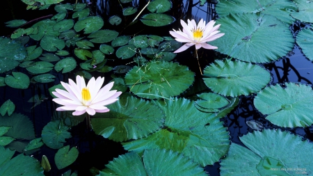 Water Lilies - white, lilies, nature, water lilies, flowers, lily pads