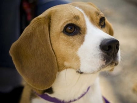 Beagle - dogs, beagles, animals, dog