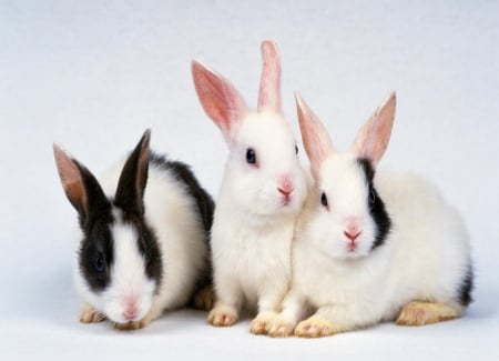 Rabbits - easter, black, rabbit, white, animal, cute, sweet